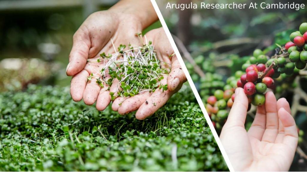 Arugula Researcher At Cambridge